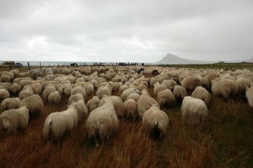 Sheeps Iceland Trekyllisvik