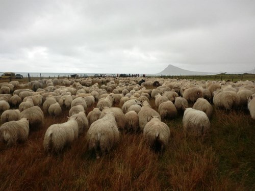 Sheeps Iceland Trekyllisvik